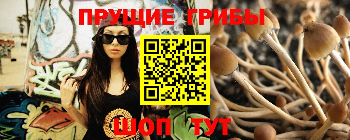 Галлюциногенные грибы Cubensis Строитель